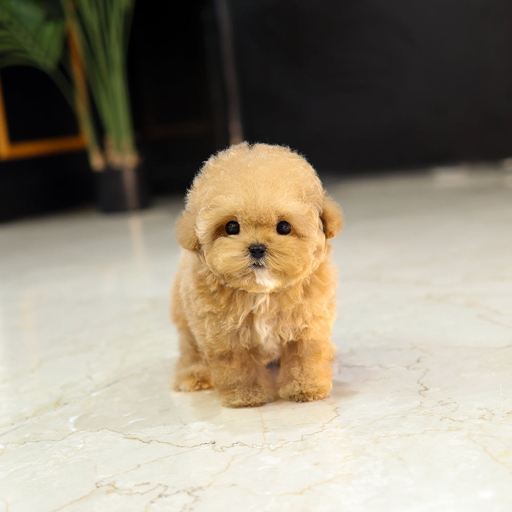 Poodle - Rein (Female) $5200