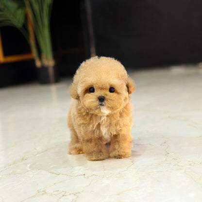 Poodle - Rein (Female) $5200