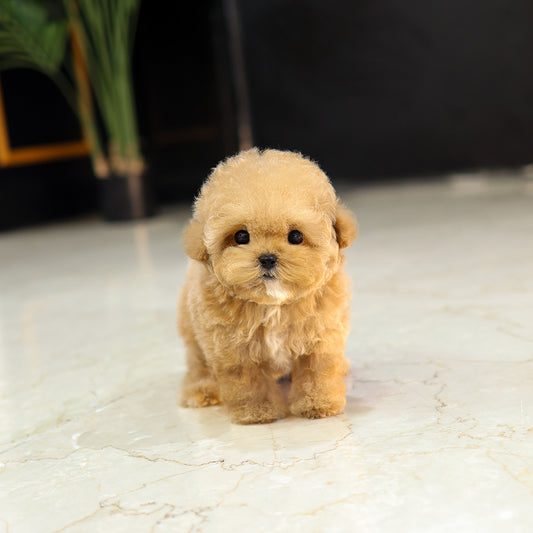 Poodle - Rein (Female) $5200