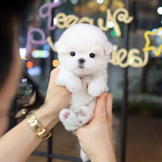 Maltese - Hello (Male) $2500