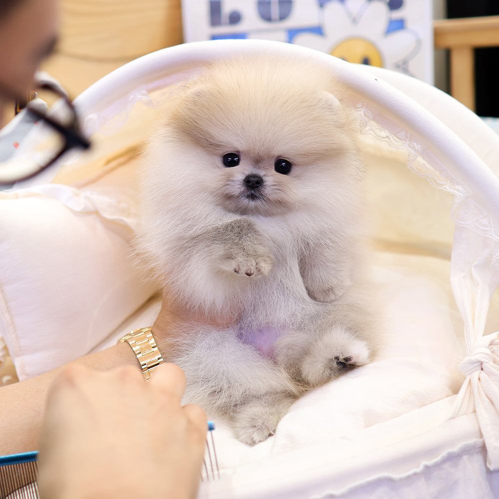 Pomeranian - Haengbok (Female) $2200