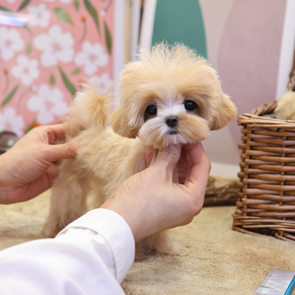 Maltipoo - Mallow (Female) $2300