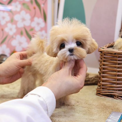 Maltipoo - Mallow (Female) $2300