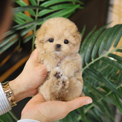 Maltipoo - Ppiro (Feamale) $3500