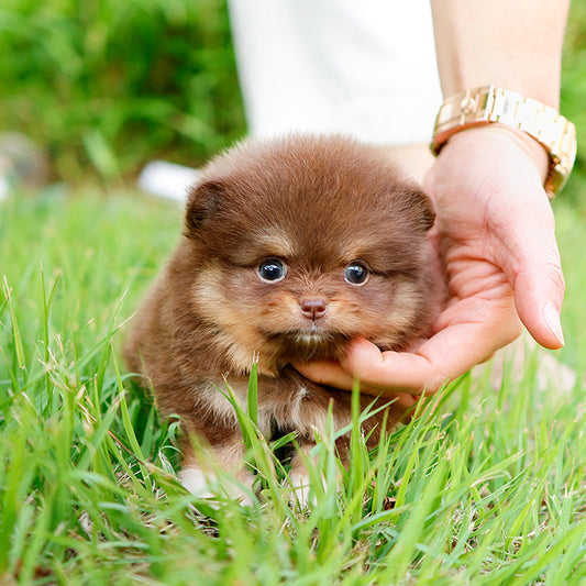 Pomeranian - Pini (Female)
