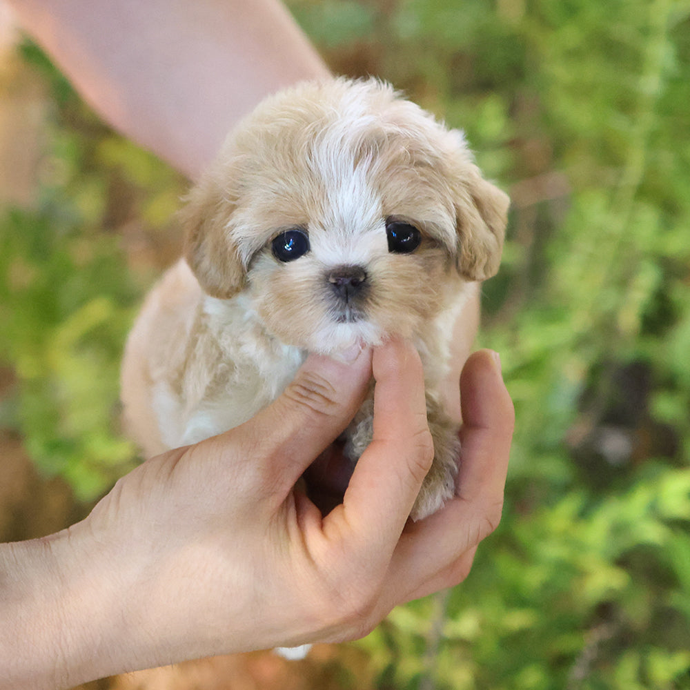 Maltipoo - Tori (Female)$3000