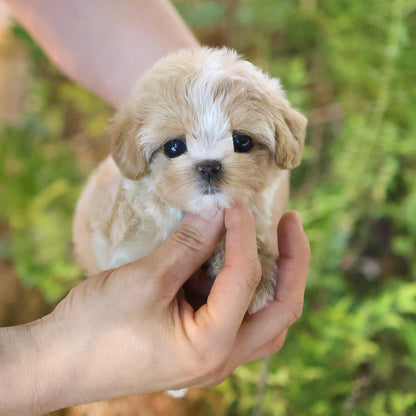 Maltipoo - Tori (Female)$3000
