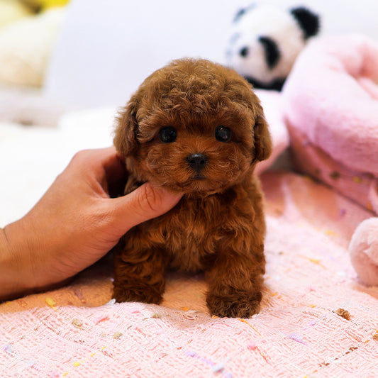 Poodle - Tijen (Female) $3400