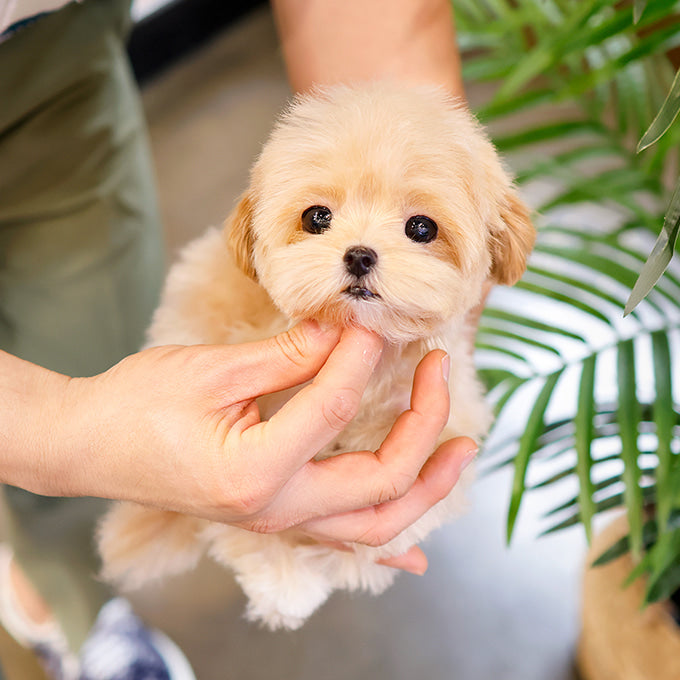 Maltipoo - Ppuu (Female)