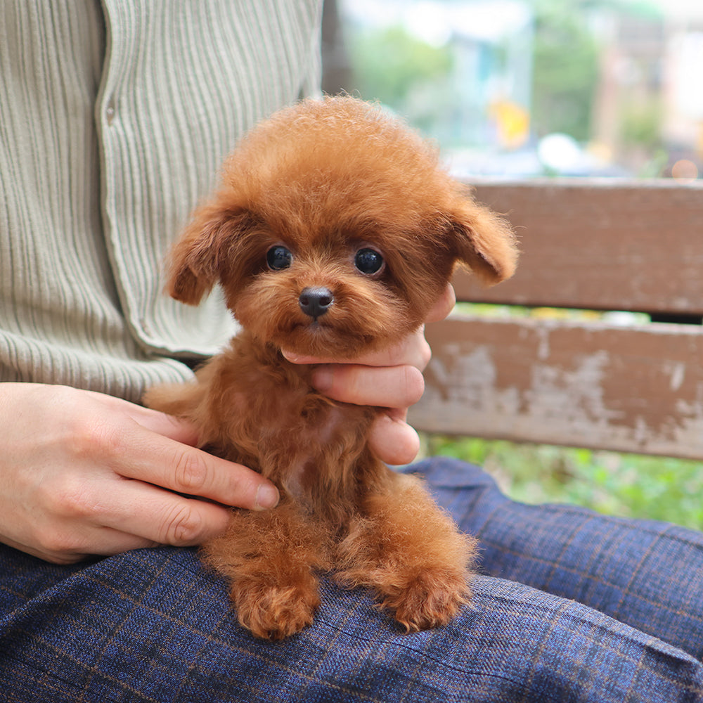 Poodle - Ollie (Male) $2200