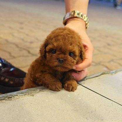 Poodle - Luan (Female) $4000