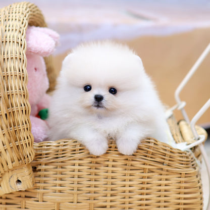 Pomeranian - Daegu (Female) $2400