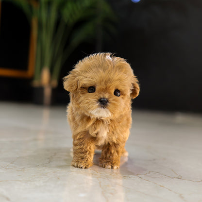 Maltipoo - Jjapa (Male) $4000