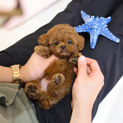 Poodle - Kuri (Male)
