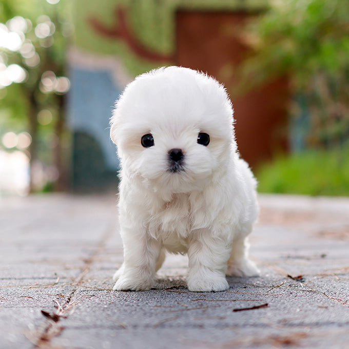 Maltese - Chein (Male)