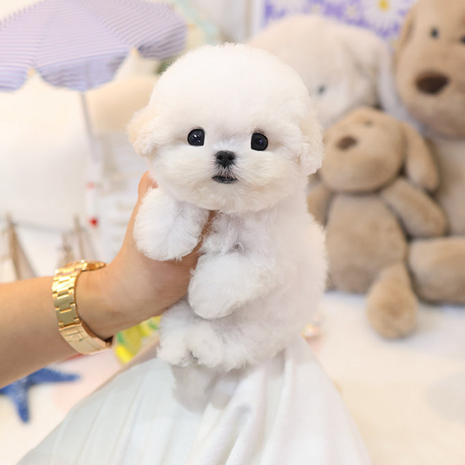 BichonFrise - Jjongjjong (Female)