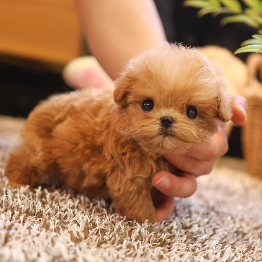 Maltipoo - Mcoha (Male) $3600