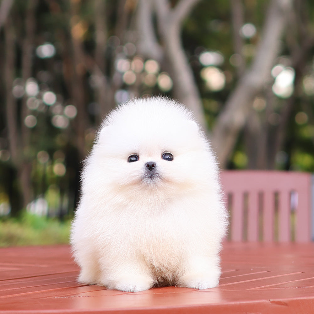 Pomeranian - Bibi (Female) $5200