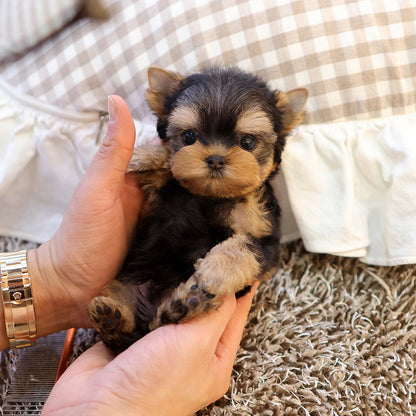 Yorkshire Terrier - Chikchok (Male) $2300