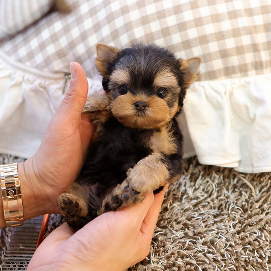 Yorkshire Terrier - Chikchok (Male) $2300