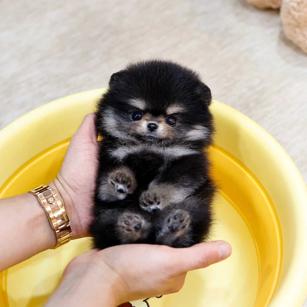 Pomeranian - Baekseol (Female) $2600