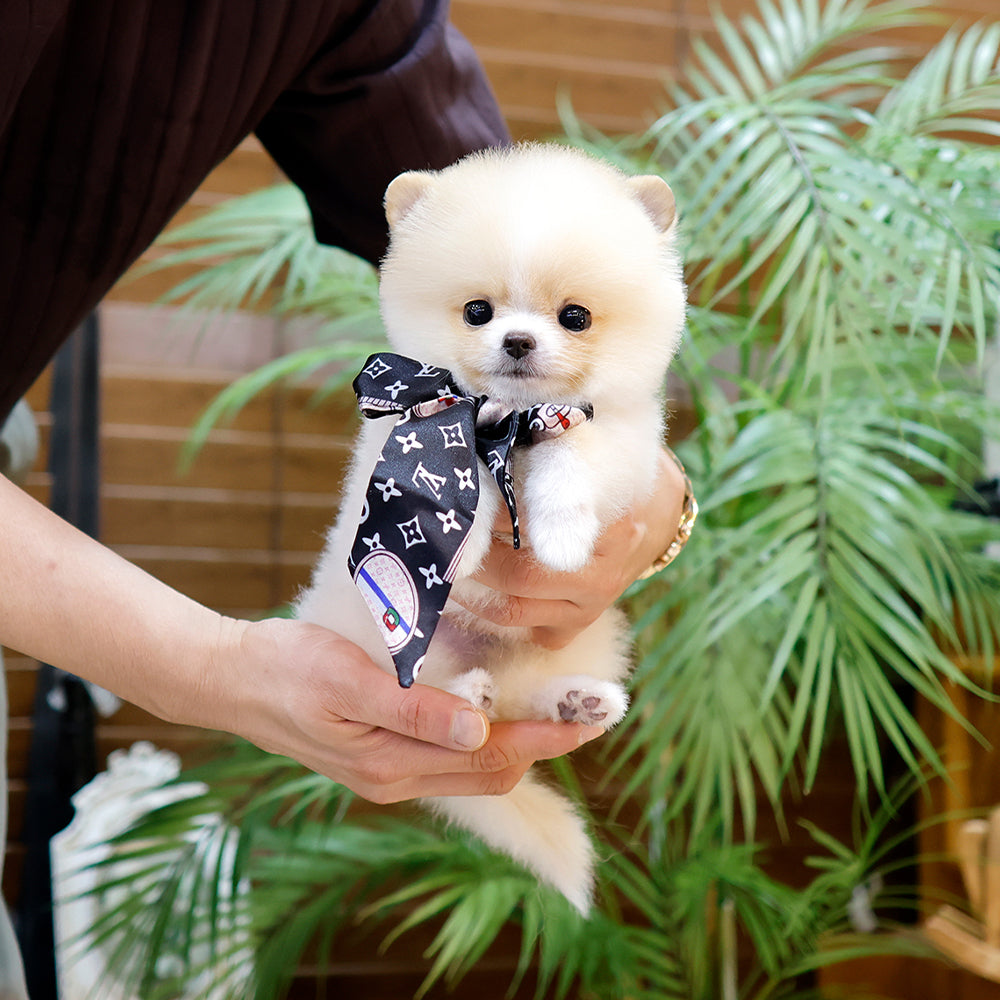 Pomeranian - Ajeol (Female) $2300