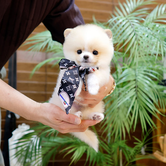 Pomeranian - Ajeol (Female) $2300