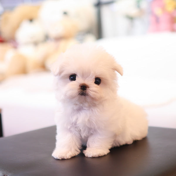 Maltese - Uni (Female)