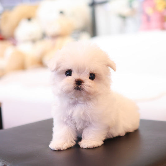 Maltese - Uni (Female)
