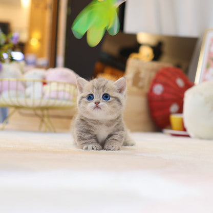 Munchkin - Norang (Male)