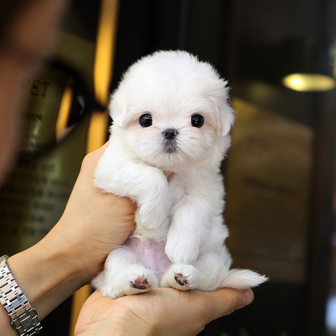 Teacup Maltese male puppy available at Cute Ptiga