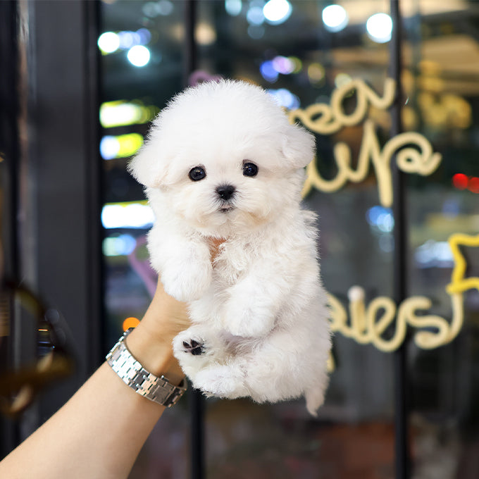 Teacup Bichon Frise female puppy available at Cute Ptiga