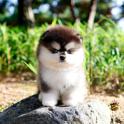 Pomsky - Ppodong (Male) $5200