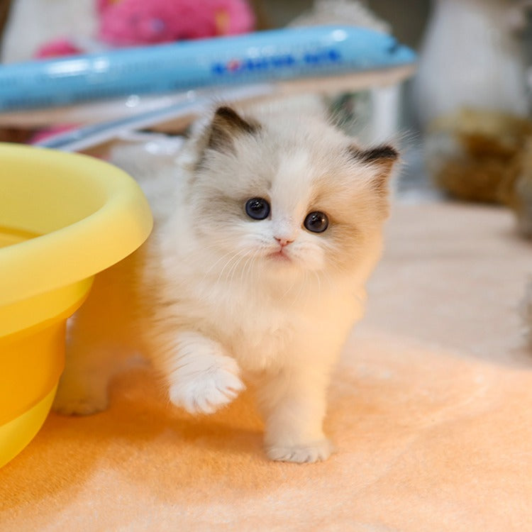 Ragdoll - Deotsin (Female)