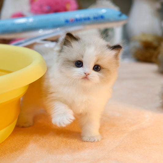 Ragdoll - Deotsin (Female)