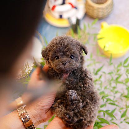 Maltipoo - Beulbi (Male)