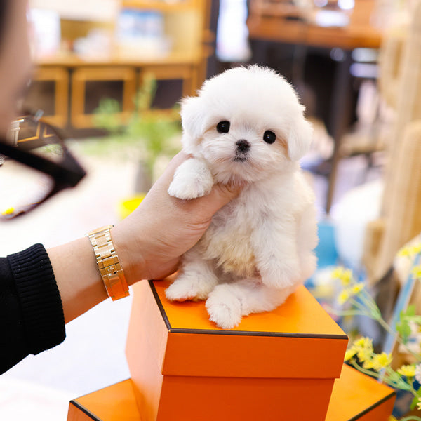 Maltese - Danny (Male)