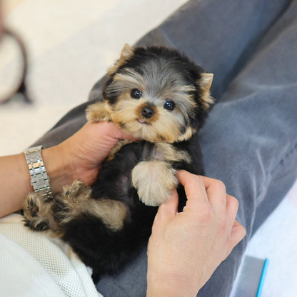 Yorkshire Terrier - Kkingkkang (Male)