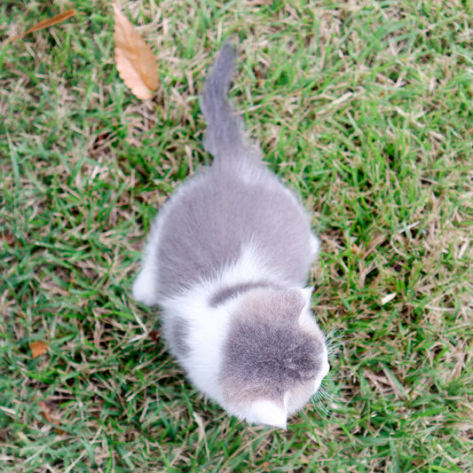 British Shorthair - Maong (Female)