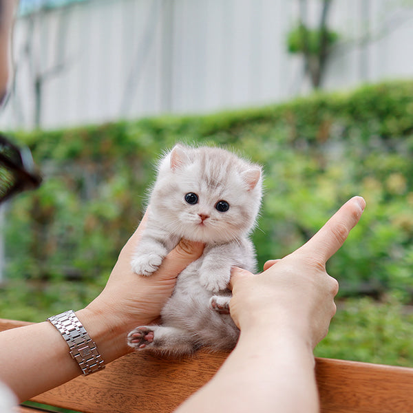 Munchkin - Rough (Male)