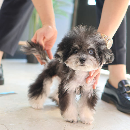Poodle - Ppangyi (Female)
