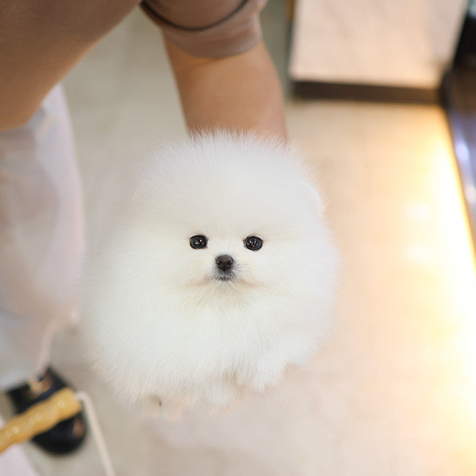 Pomeranian - Mojji (Male)