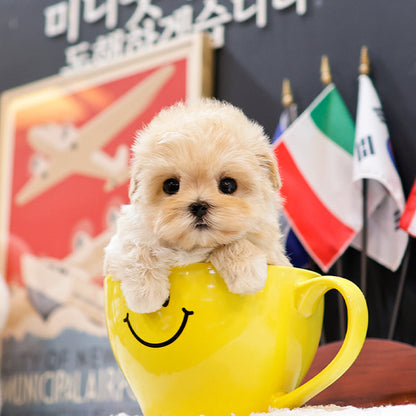 Maltipoo - Jiji (Female)