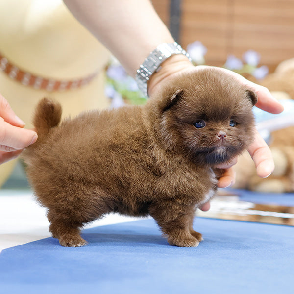 Pomeranian - Choring (Female)