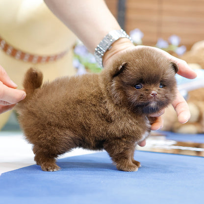 Pomeranian - Choring (Female)