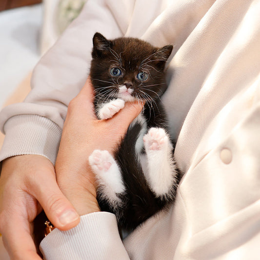 Munchkin - Gao (Male)