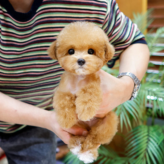 Poodle - Syupeo (Male)
