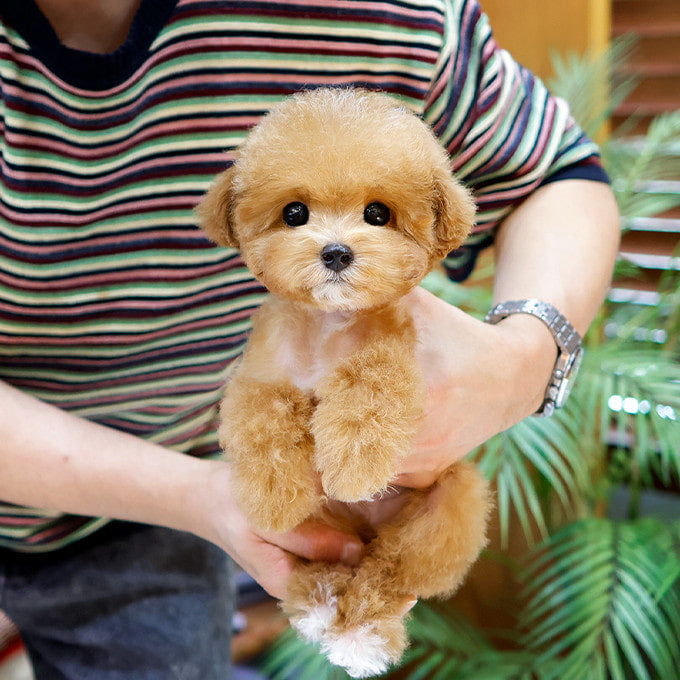 Teacup Poodle male puppy available at Cute Ptiga
