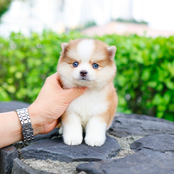 Pomsky - Pogeun (Female)