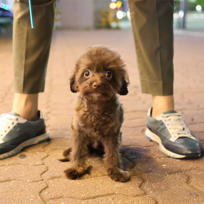 Maltipoo - Rona (Male)